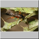 Apechthis compunctor - Schlupfwespe w01e 17mm - OS-Wallenhorst-Sandgrube det06.jpg